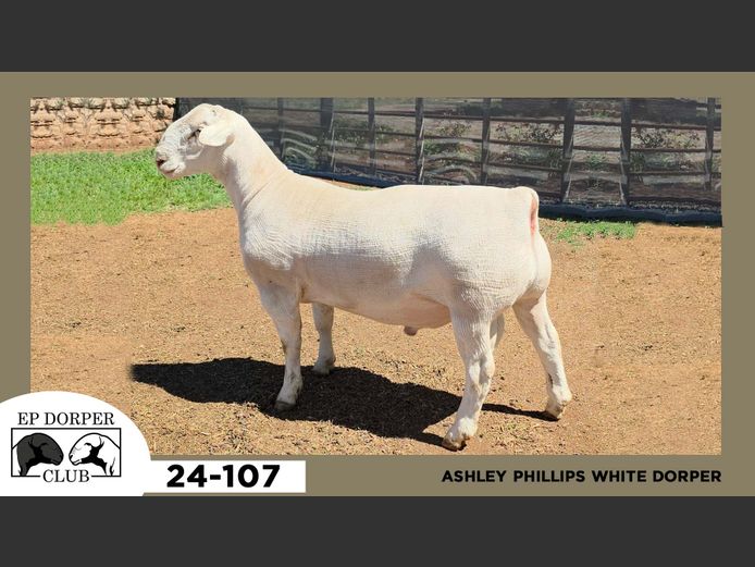 24-107  |  ASHLEY PHILLIPS