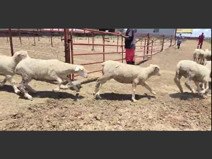 VLEISMERINO VETLAMMERS