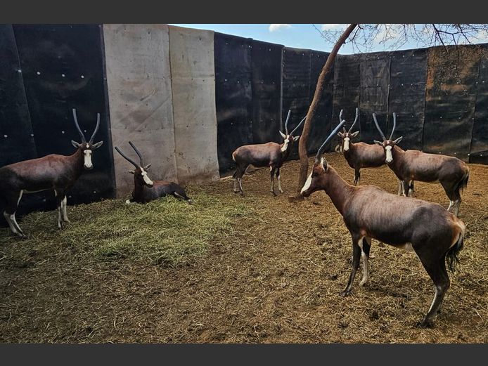BLESBOK | HELICON