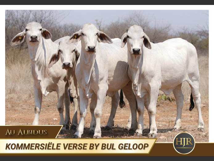 Commercial Animals | HJ Roets Boerdery