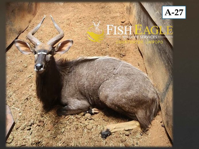 NYALA