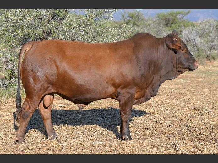 A220061 | ACACIA MOUNTAIN TULIS