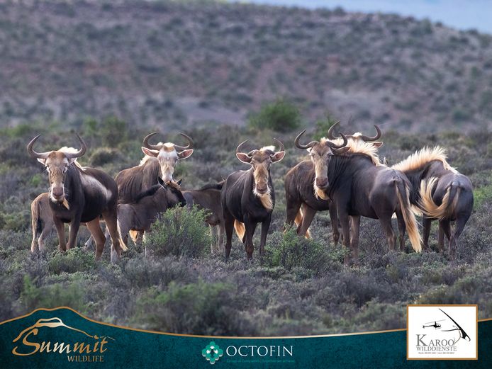 KING WILDEBEEST COWS