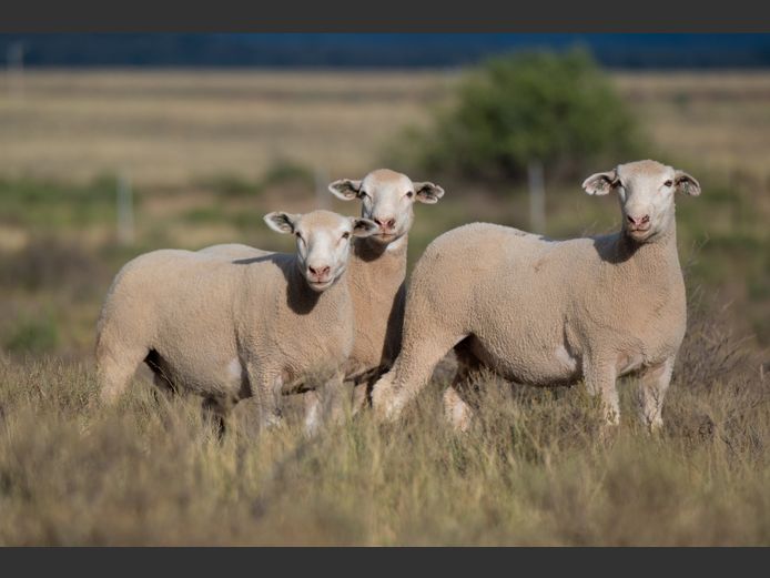 DZ 250107 | 2 STEYNS BOERDERY