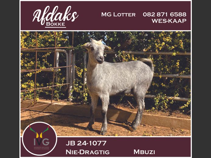 JB 24 -1077 | Afdaks Bokke, Mg Lotter -SA Goat Genetics