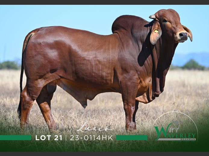 23-0114HK | WAVERLEY BRAHMAN