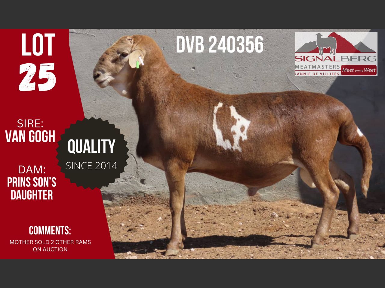 Lot 25 | SIGNALBERG MEATMASTERS 12TH MEATMASTER RAM AUCTION | SwiftVEE ...