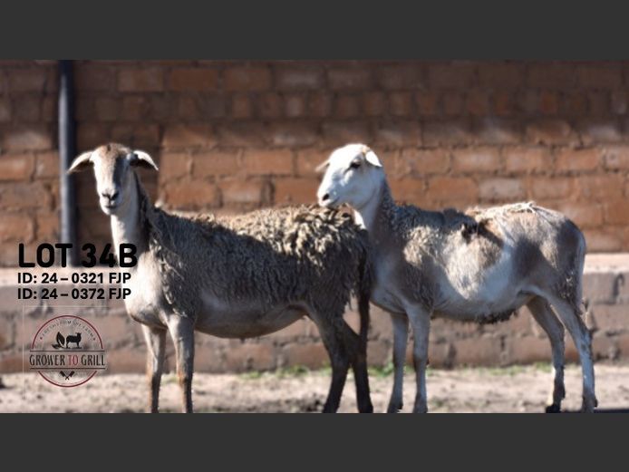 24-0321FJP | 24-0372FJP | GROWER TO GRILL STUD