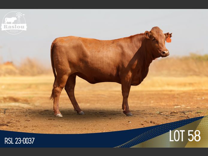 RSL 230037 | RASLOU BONSMARAS