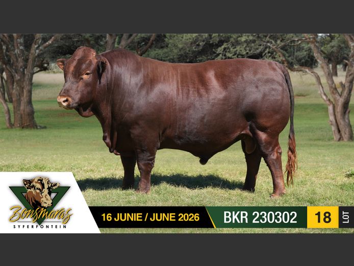 BKR230302 | SYFERFONTEIN BOERDERY