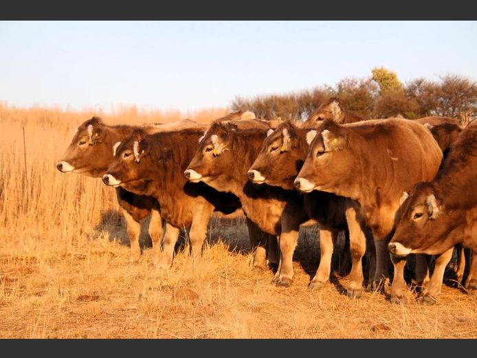 Commercial Animals | Jorsie Boerdery