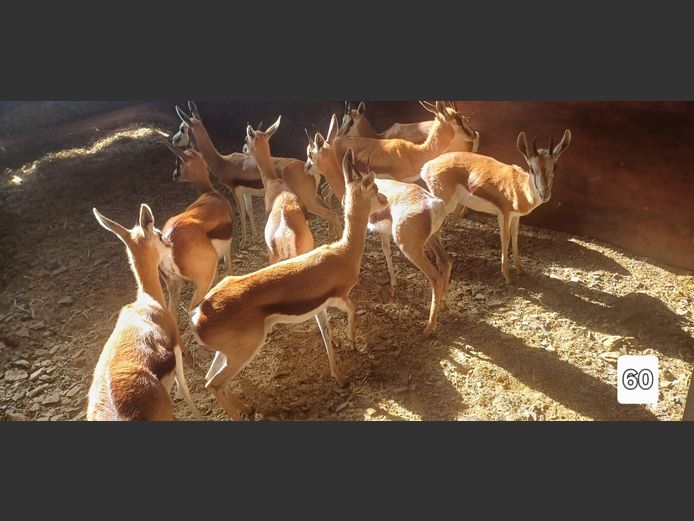 GEWONE SPRINGBOK | DJ BRITS