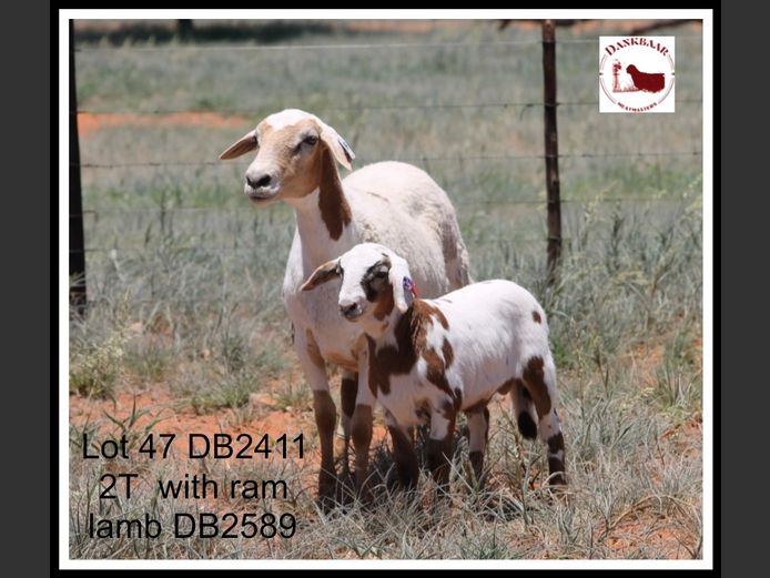 DB2411 | DANKBAAR MEATMASTERS