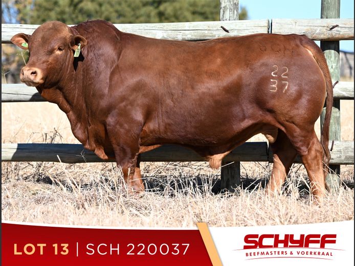 SCH 220037