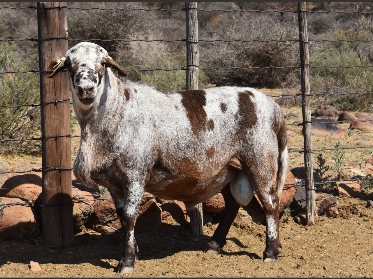 Lot 11 | KALAHARI KAROO MEATMASTER 35STE PRODUKSIEVEILING | SwiftVEE ...