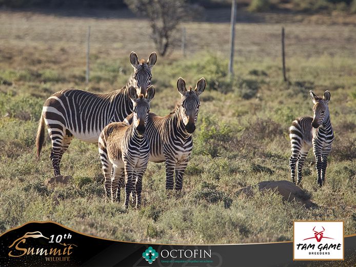 Cape Mountain Zebra Group	