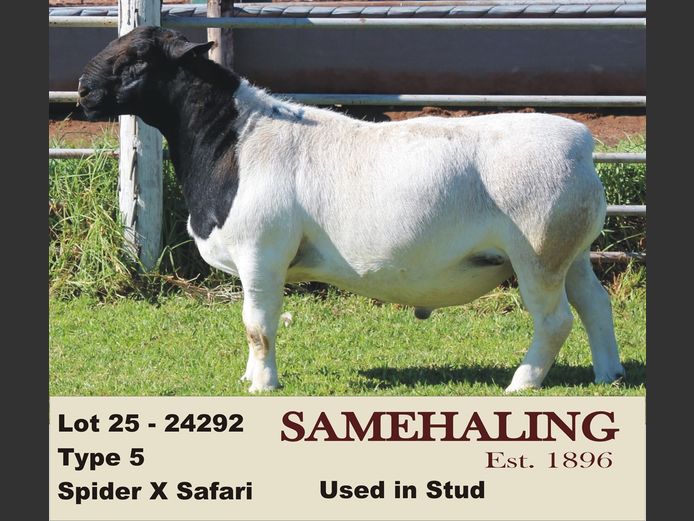 24292-330 | SAMEHALING DORPERS