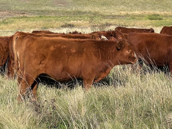 Weaners | Hartwell Estates