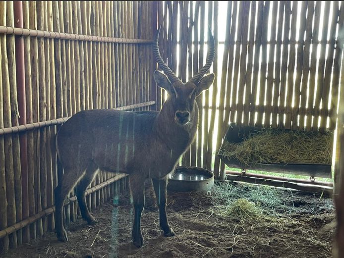 Waterbok Bul