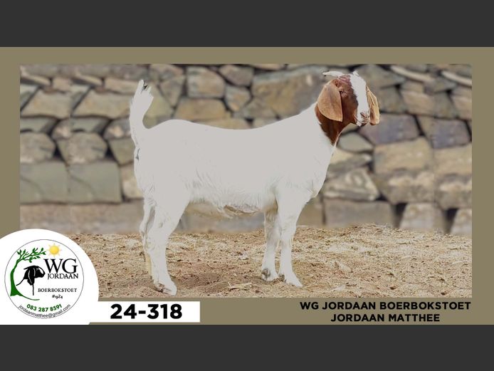 24-318  |  Jordaan Matthee - WG Jordaan Boerbokstoet