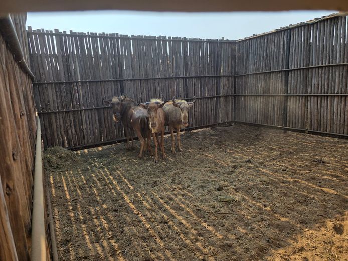 GOUE WILDEBEES | THABAMANZI