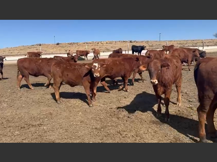 Weaners 
