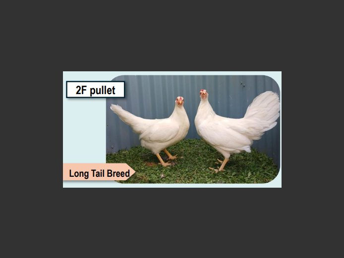 WHITE YOKOHAMA | ANNUAL MYTILUS AND ELOFF