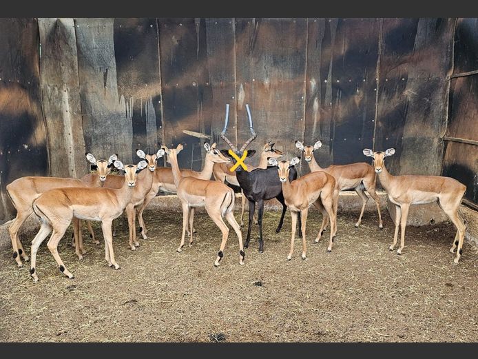 IMPALA | NYLSVLEI GAME