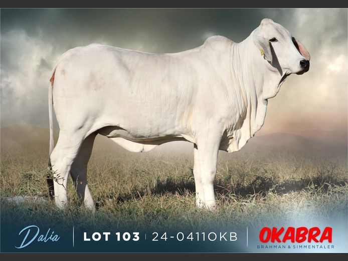 23-0411 OKB | OKABRA BRAHMAN