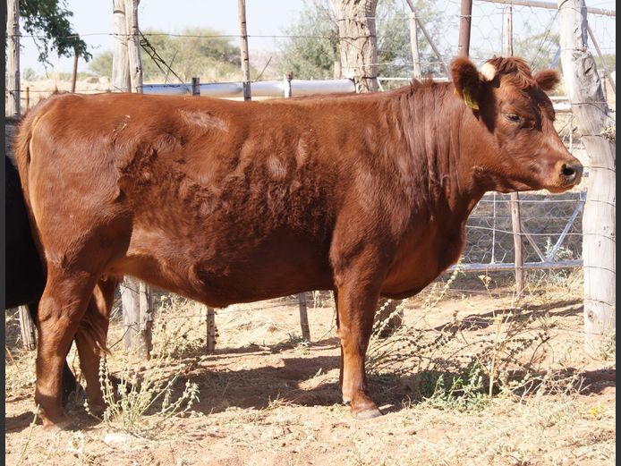 22-0020DDS | DANE DEXTER STUD