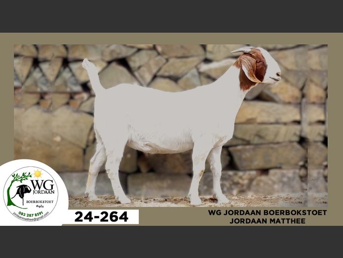 24-264  |  Jordaan Matthee - WG Jordaan Boerbokstoet