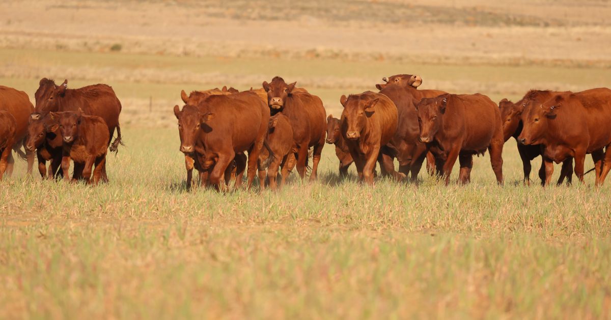 Lot 1 | PRESTIGE AANTEELVEILING | SwiftVEE | South Africa’s Leading ...