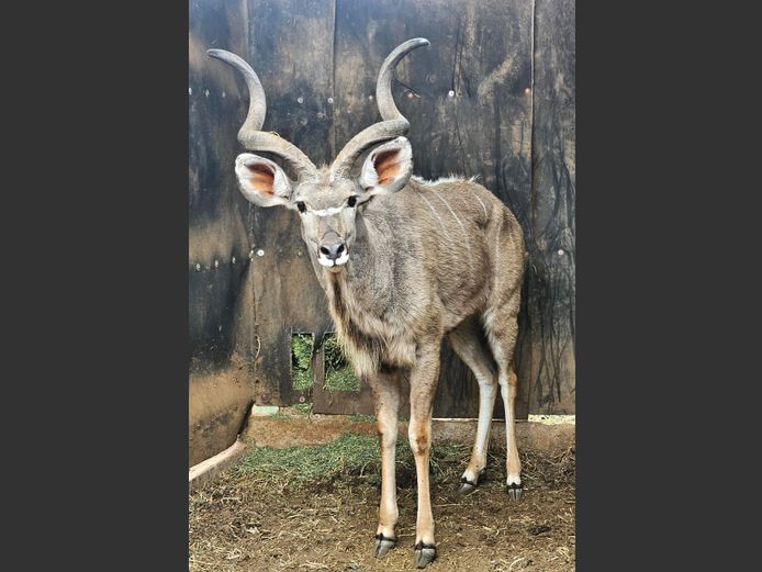 KUDU | MABALINGWE