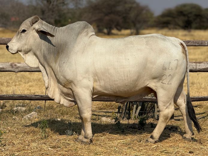 22-0447KU | KUPFERBERG BRAHMANS