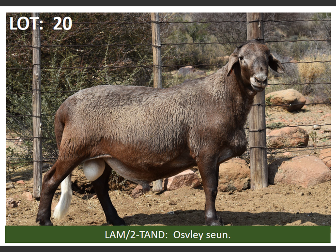 Ram
