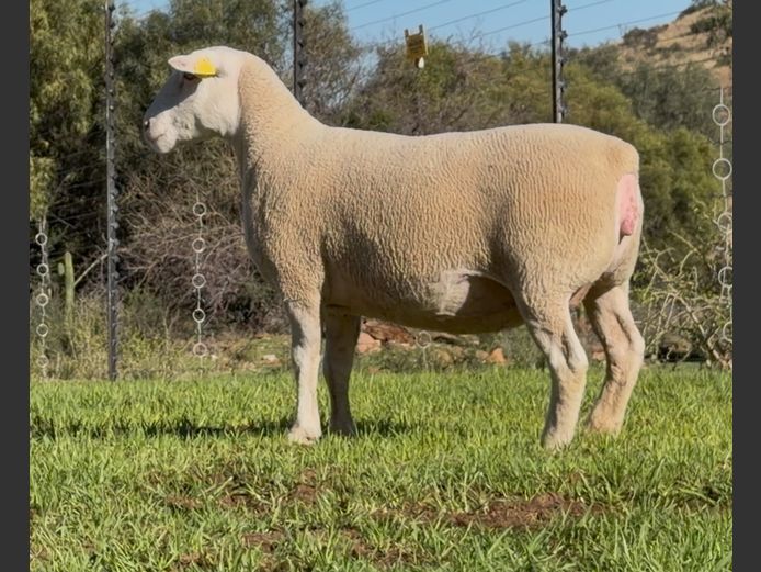 DH240015 | HEYMAN STUD FARM PTY LTD