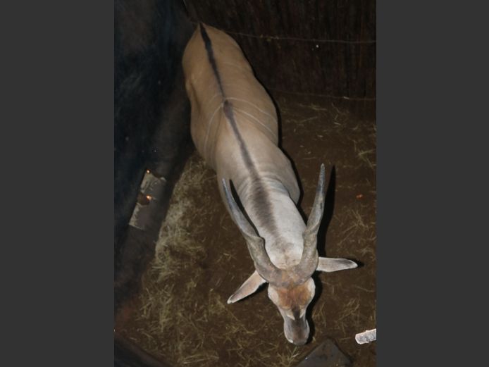 Eland