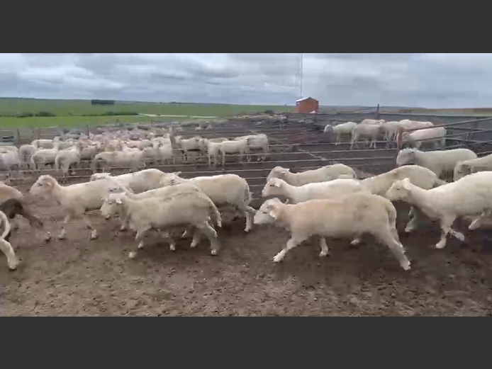 DOHNE/ MERINO VETLAMMERS