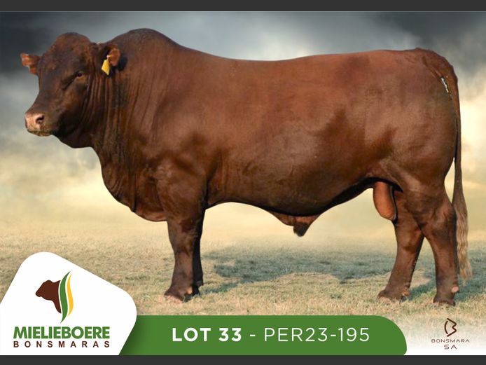 PER 230195 | P.E. ROUX