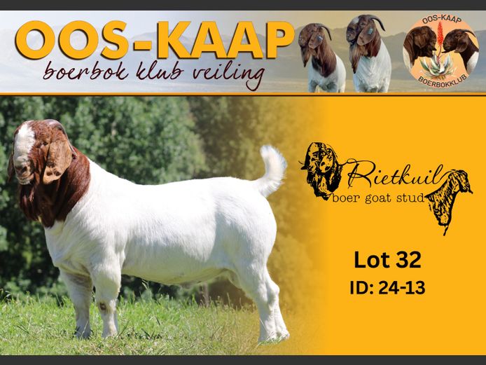 24-13 | Rietkuil Boerbok Stoet