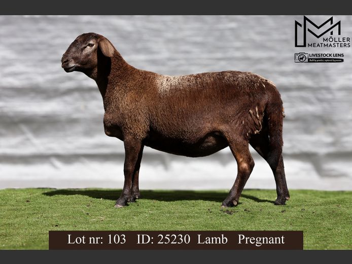 25230 | 25217 | 25773 | Moller Meatmasters