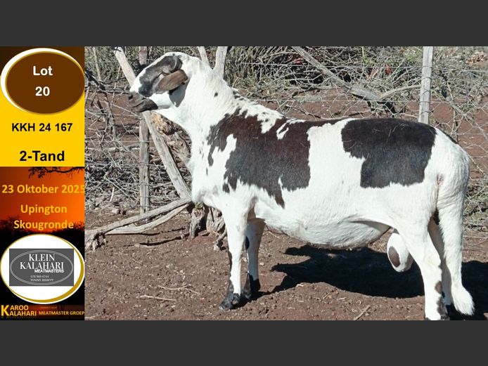 KKH 24.167 | Tommy Bissett - Klein Kalahari Meatmasters