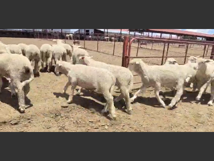 VLEISMERINO VETLAMMERS