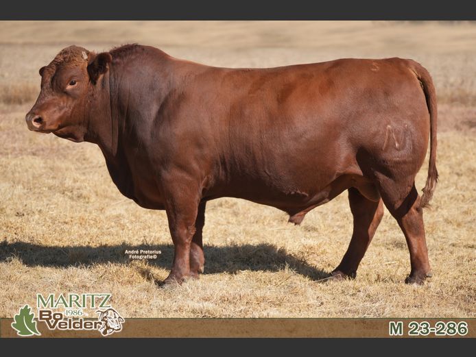 M230286 | Maritz Bovelders