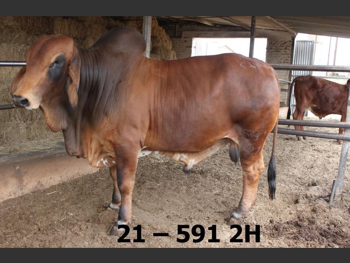 21-05912H | BATAVIA BRAHMAN