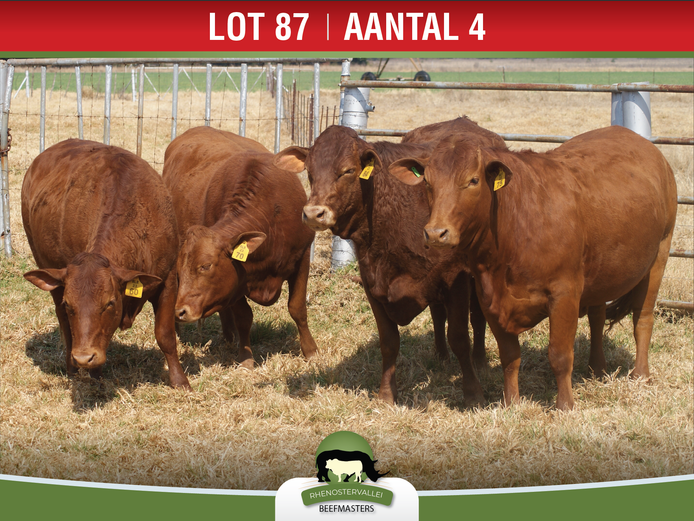 Commercial Animals | Rhenostervallei Beefmasters