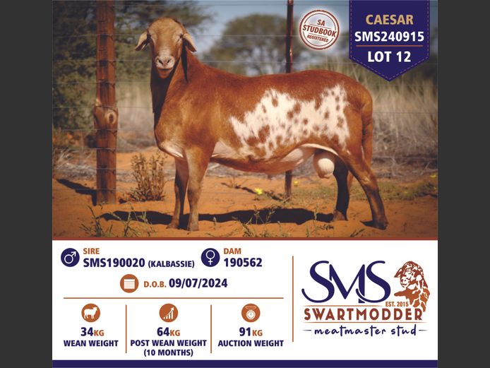 SMS240915 | SWARTMODDER MEATMASTER STUD
