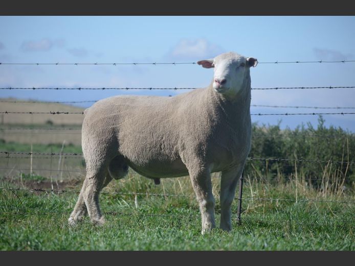 T 240532 | TWEE BROERS DORMER STOET