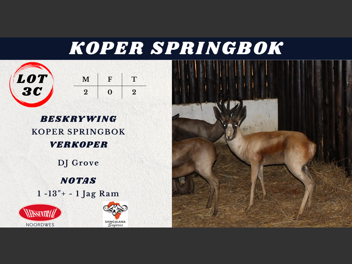 KOPER SPRINGBOK