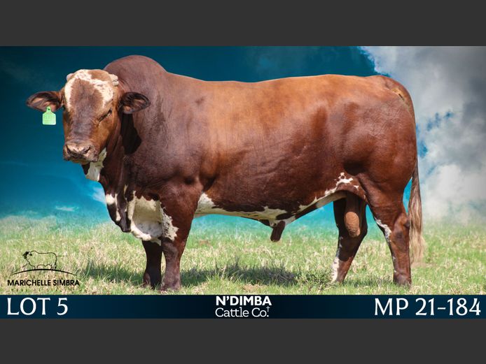 MP21184